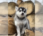 Small Photo #24 Pomsky Puppy For Sale in STAPLES, MN, USA
