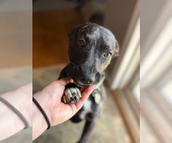 Medium Photo #6 Dachshund-Unknown Mix Puppy For Sale in Arlington, VA, USA