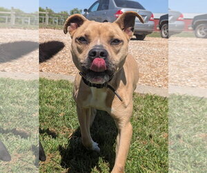 Darling - Female Whippet Dog for Adoption - Photo #3
