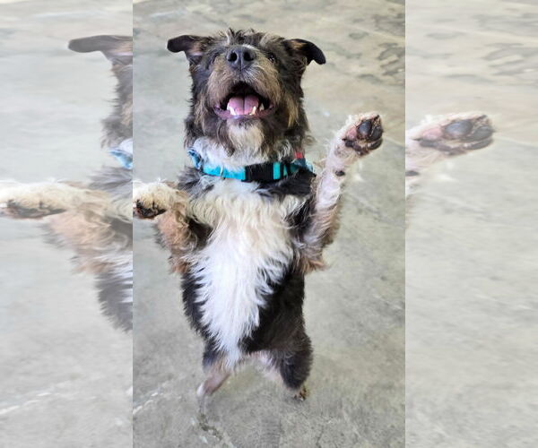 Medium Photo #4 Border Terrier-Unknown Mix Puppy For Sale in Newport Beach, CA, USA