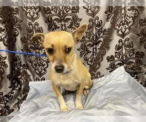 Chihuahua-Unknown Mix Dogs for adoption in Modesto, CA, USA