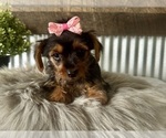 Small #1 Yorkshire Terrier