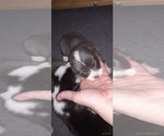 Small Photo #2 Pembroke Welsh Corgi Puppy For Sale in ELLENSBURG, WA, USA