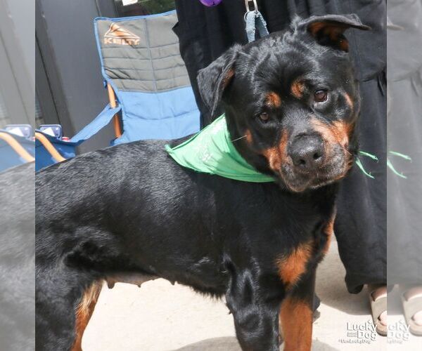 Medium Photo #7 Rottweiler-Unknown Mix Puppy For Sale in Washington, DC, USA