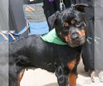 Small #6 Rottweiler Mix