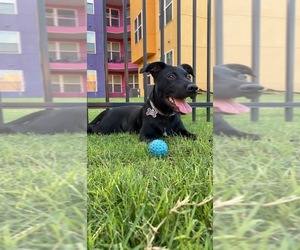 Dachshund-Labrador Retriever Mix Dogs for adoption in EDINBURG, TX, USA