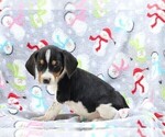 Small #2 Beagle-Treeing Walker Coonhound Mix