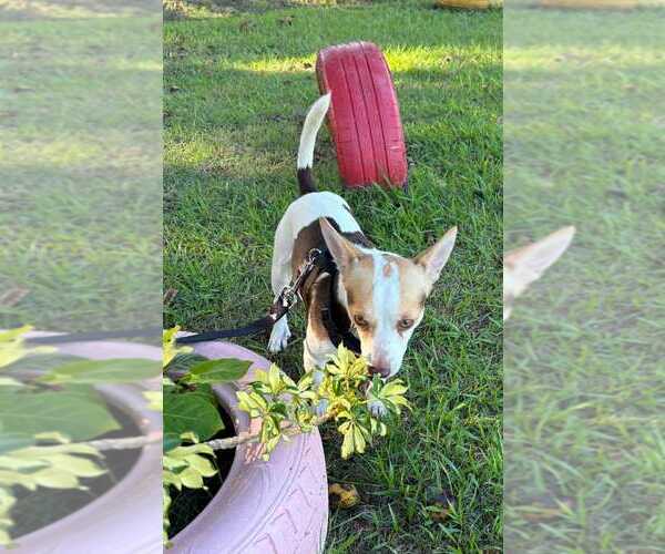 Medium Photo #4 Chihuahua-Unknown Mix Puppy For Sale in FRAMINGHAM, MA, USA