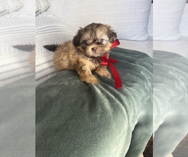 Medium Photo #7 Shih Tzu Puppy For Sale in SAHUARITA, AZ, USA