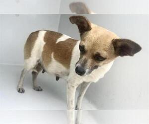 Chihuahua Dogs for adoption in Houston, TX, USA