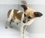 Small Chihuahua