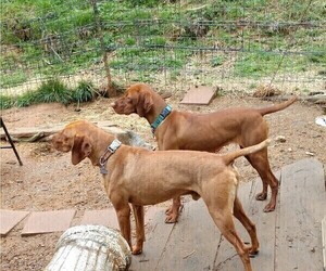 Father of the Vizsla puppies born on 04/22/2022