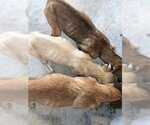 Small #7 American Pit Bull Terrier-German Shepherd Dog Mix