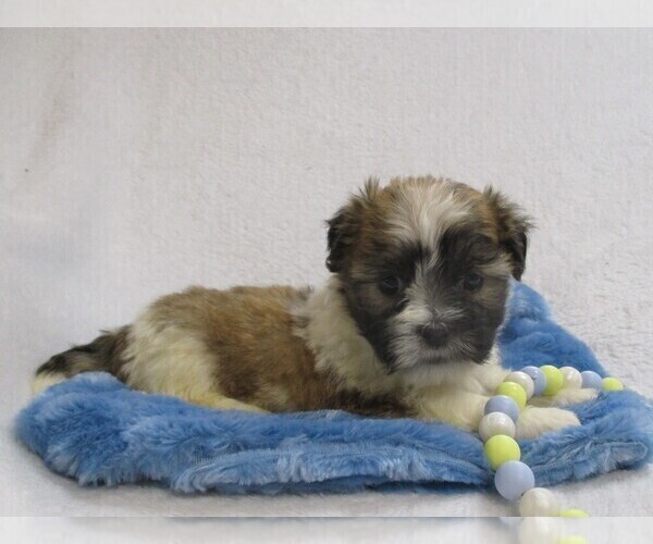 Medium Photo #4 Zuchon Puppy For Sale in THORP, WI, USA