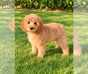 Cavapoo (Miniature) Puppy for sale in KENT, WA, USA