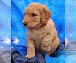 Small Photo #2 Goldendoodle Puppy For Sale in LONG BEACH, WA, USA