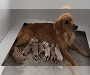 Golden Cocker Retriever Puppy for Sale in Aylmer, Ontario Canada