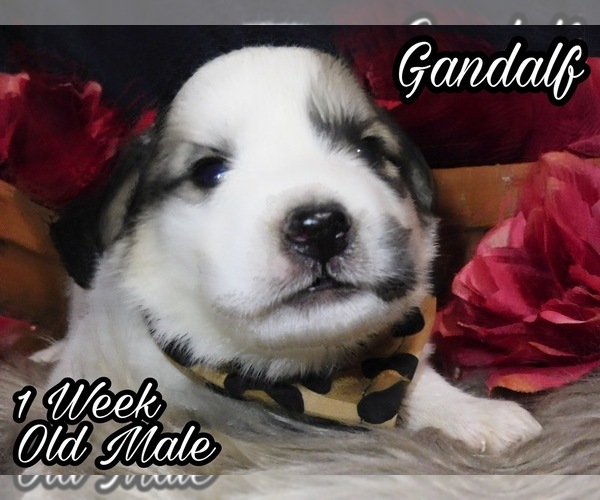 Medium Photo #15 Great Pyrenees Puppy For Sale in HILLSVILLE, VA, USA