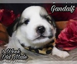 Small Photo #15 Great Pyrenees Puppy For Sale in HILLSVILLE, VA, USA