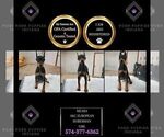 Small #2 Doberman Pinscher