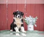 Puppy Glamour Border Collie-English Shepherd Mix