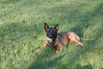 Small Photo #1 Belgian Malinois Puppy For Sale in SALT POINT, NY, USA