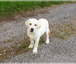 Small #1 Labrador Retriever