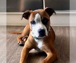 Small #6 Boxer Mix