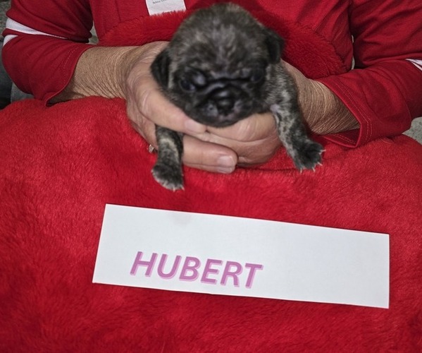 Medium Photo #5 Pug Puppy For Sale in WAUKEE, IA, USA
