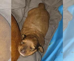 Dachshund Puppy for sale in PELZER, SC, USA