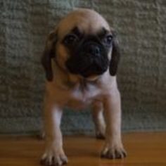 Puggle Puppy for sale in KENT, OH, USA