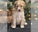 Puppy Elsa Goldendoodle