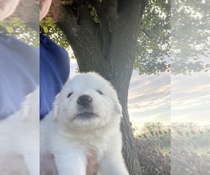 Great Pyrenees Puppy for sale in RIDGEVILLE, IN, USA