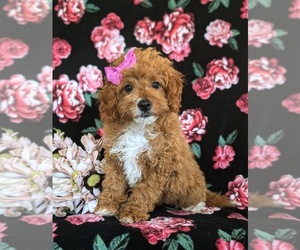 Cavapoo Puppy for sale in NEW PROVIDENCE, PA, USA