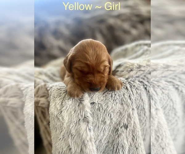 Medium Photo #2 Golden Retriever Puppy For Sale in SAINT GEORGE, UT, USA
