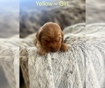 Small Photo #13 Golden Retriever Puppy For Sale in SAINT GEORGE, UT, USA