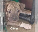 Small #1 Chinese Shar-Pei Mix