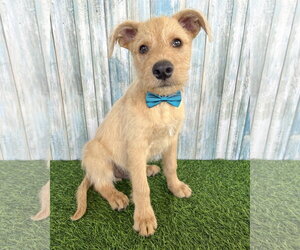 Unknown-Wheaten Terrier Mix Dogs for adoption in Corona, CA, USA