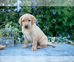 Small #2 Labrador Retriever