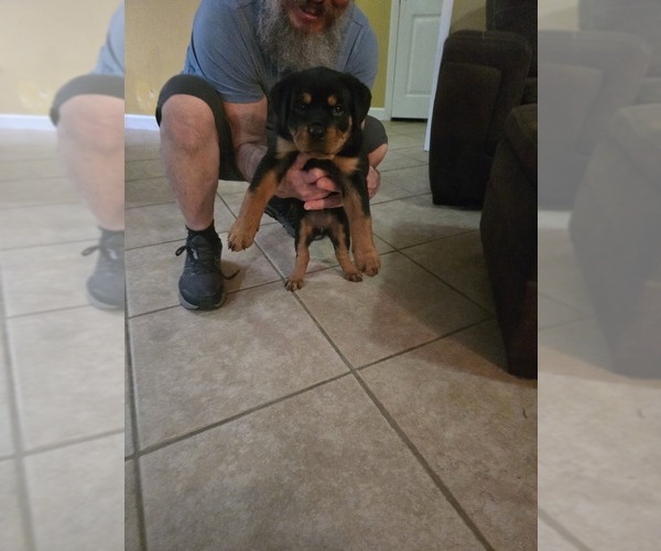 Medium Photo #13 Rottweiler Puppy For Sale in SARASOTA, FL, USA