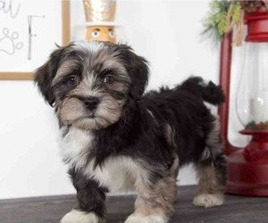 ShihPoo Puppy for sale in RED LION, PA, USA