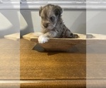 Puppy 2 Schnoodle (Miniature)