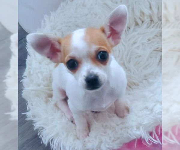 Medium Photo #3 Chihuahua-Unknown Mix Puppy For Sale in Tustin, CA, USA