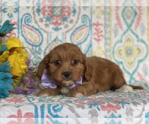 Medium Photo #1 Cavapoo Puppy For Sale in LANCASTER, PA, USA