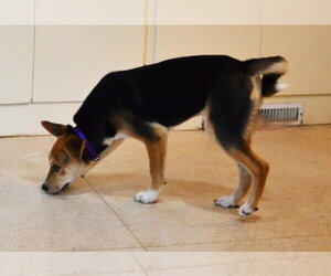 Maggie - Female Mutt Dog for Adoption - Photo #3
