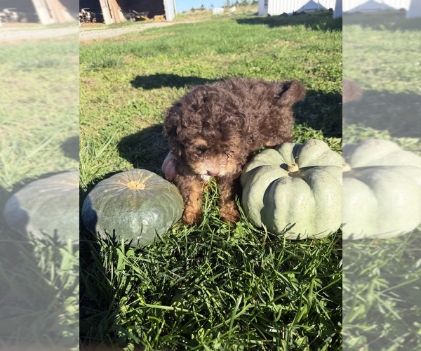 Medium Photo #3 Bernedoodle-Poodle (Miniature) Mix Puppy For Sale in MONTPELIER, OH, USA