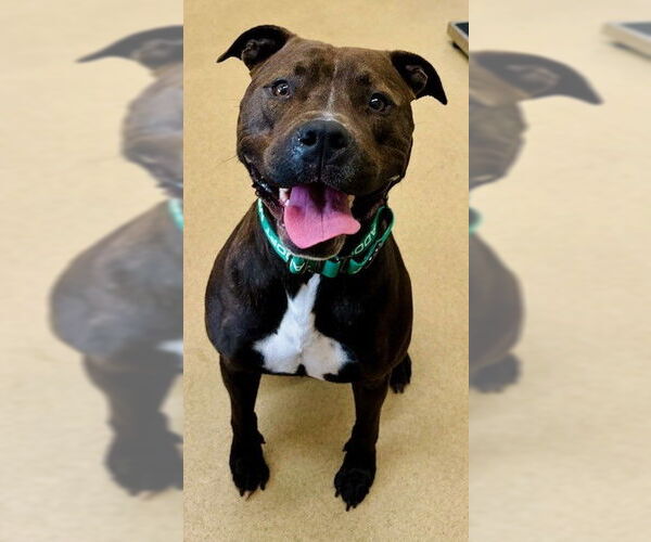 Medium Photo #1 American Pit Bull Terrier Puppy For Sale in Derwood, MD, USA