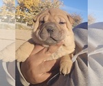 Puppy Trouble Chinese Shar-Pei