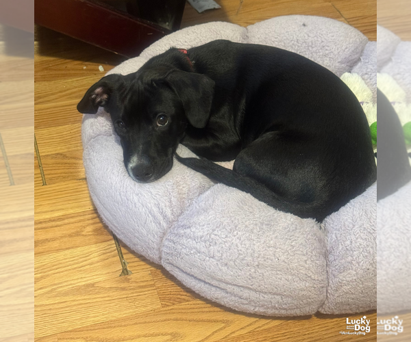 Medium Photo #4 Chihuahua-Unknown Mix Puppy For Sale in Washington, DC, USA