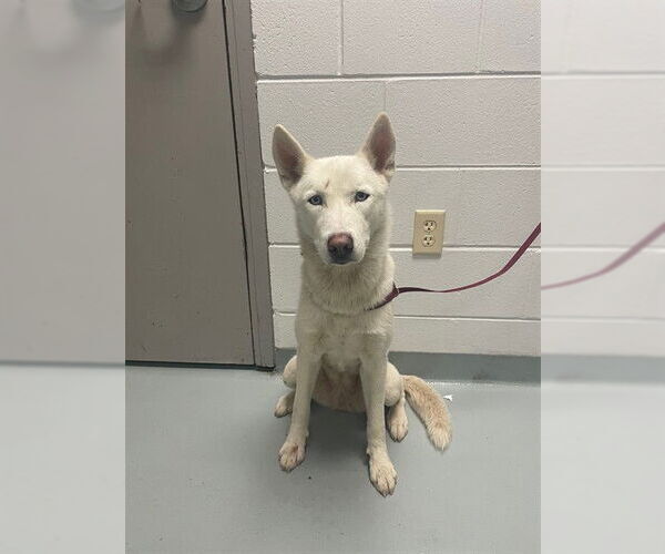 Medium Photo #1 Siberian Husky Puppy For Sale in St. Cloud, FL, USA